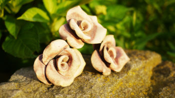 keramická růže střední přírodní železo lucie polanská nikilu2
